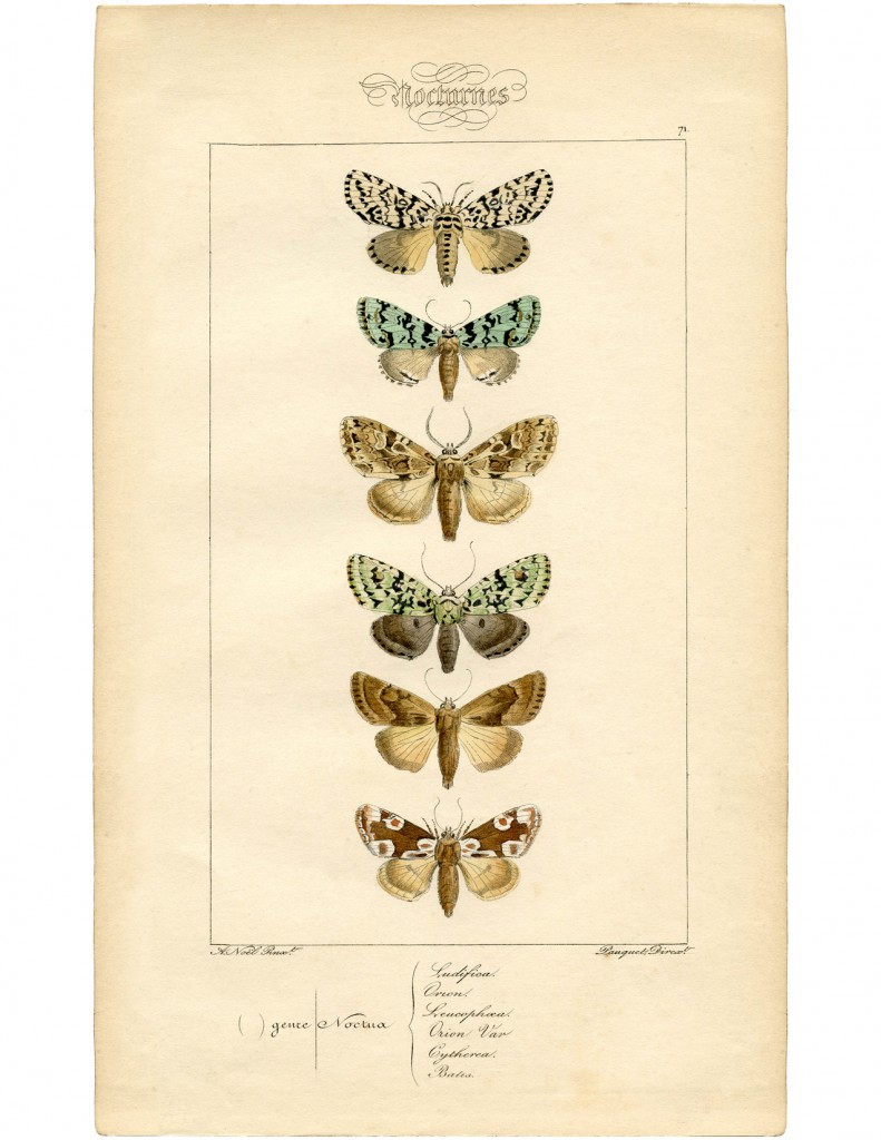 Vintage French Moth Printable