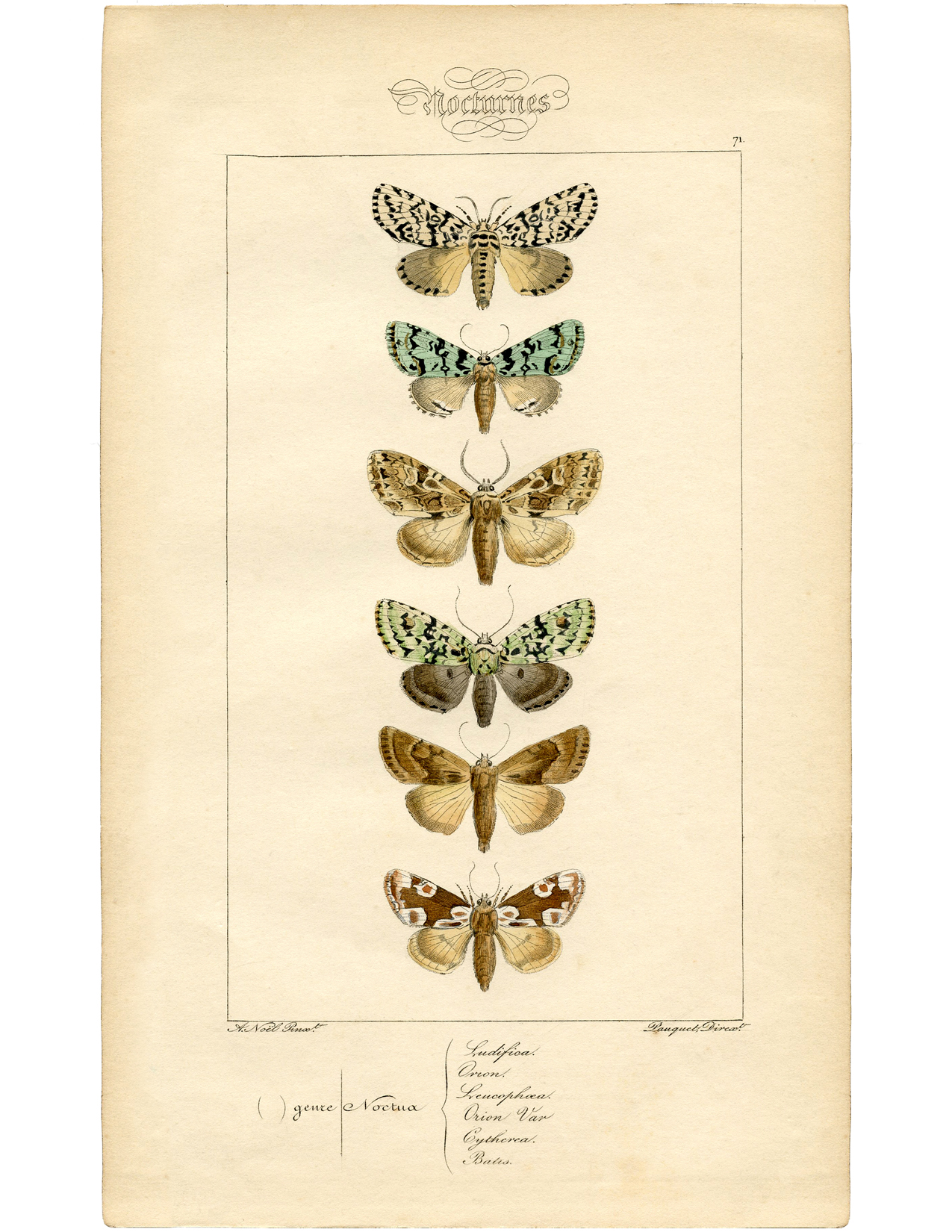 vintage-french-moth-printable-the-graphics-fairy