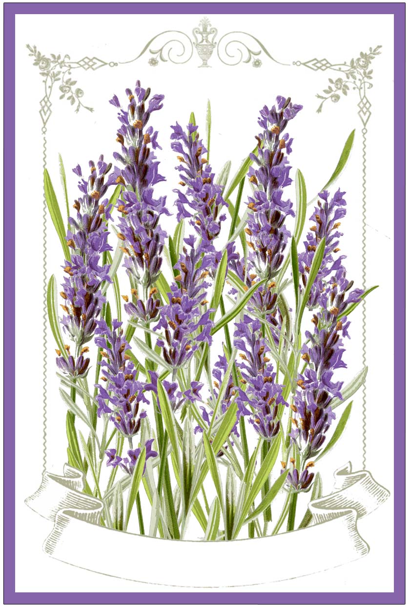 Free Printable Lavender Labels and Stickers! The Graphics Fairy