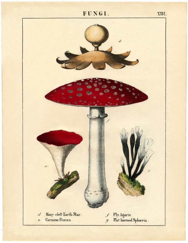 Botanical Mushroom Printable