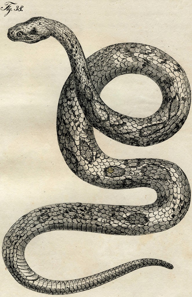 Early Vintage Snake Image