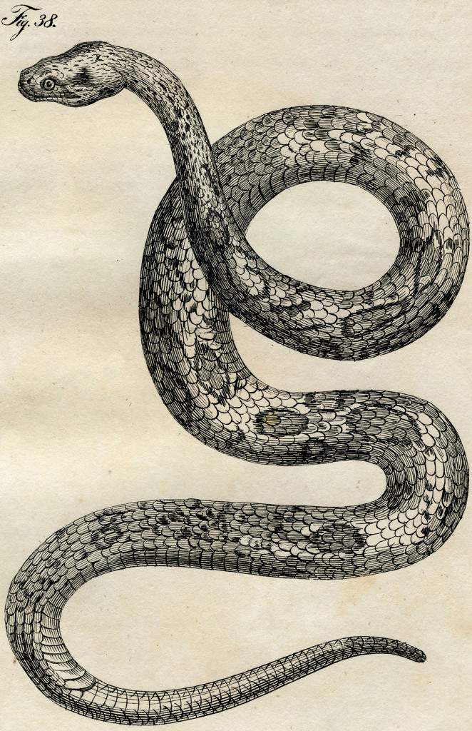 Early Vintage Snake Images - Cool! - The Graphics Fairy