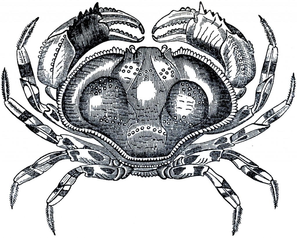 Free Public Domain Crab Image