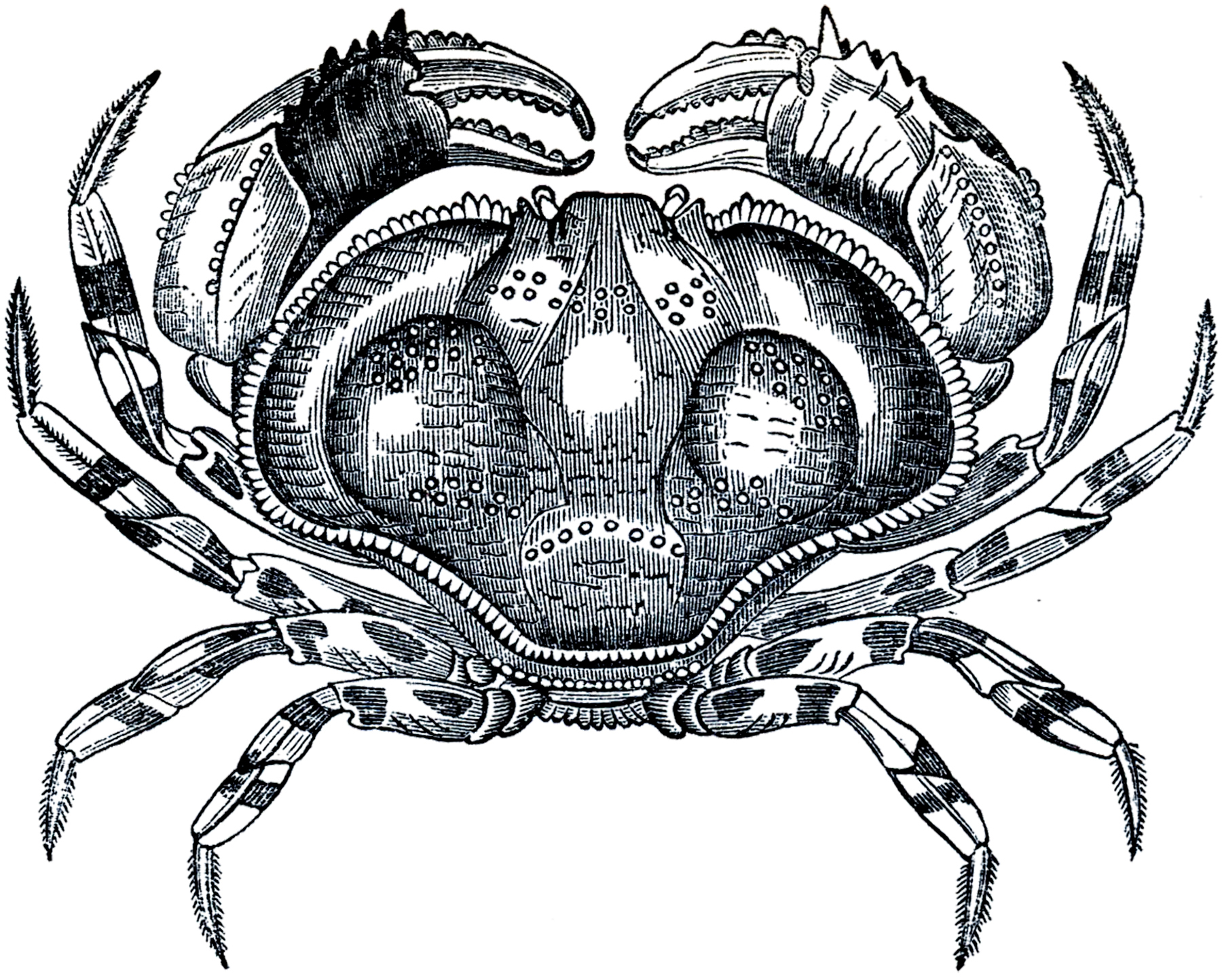 domain crab clipart crabs themed symmetry engravings graphics ocean printable clip hermit thegraphicsfairy graphic decal grayscale upcycled laundry center graphicsfairy