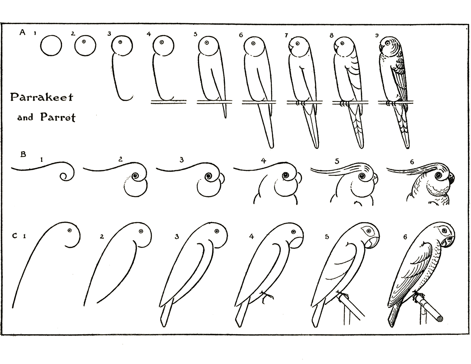 How to Draw Parrots The Graphics Fairy