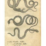 Old Print of Snakes
