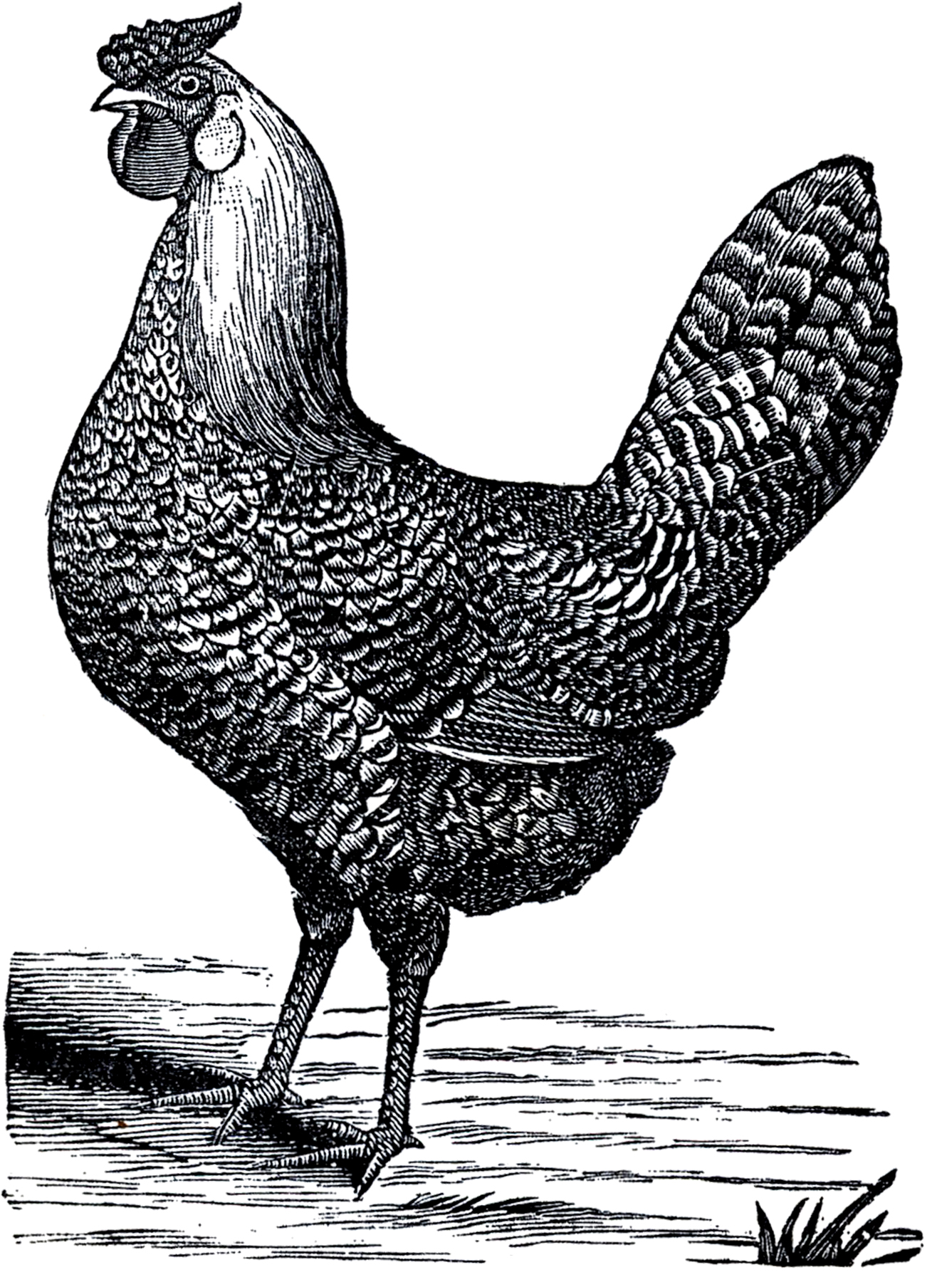 Public Domain Chicken Image - The Graphics Fairy