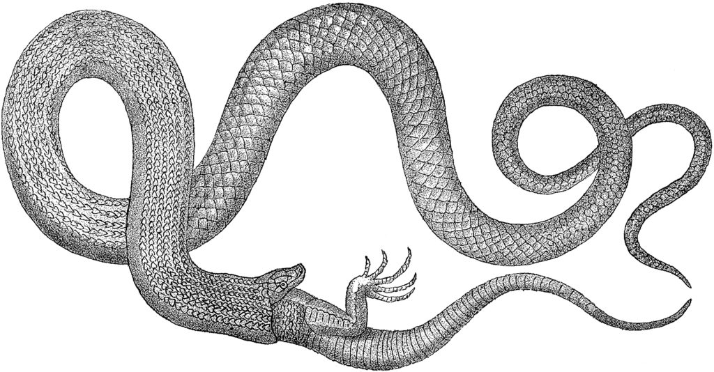 Snake Eating Reptile Image