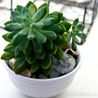 succulent plant in bowl