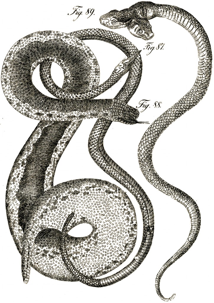 Two Headed Snake Clip Art! - The Graphics Fairy