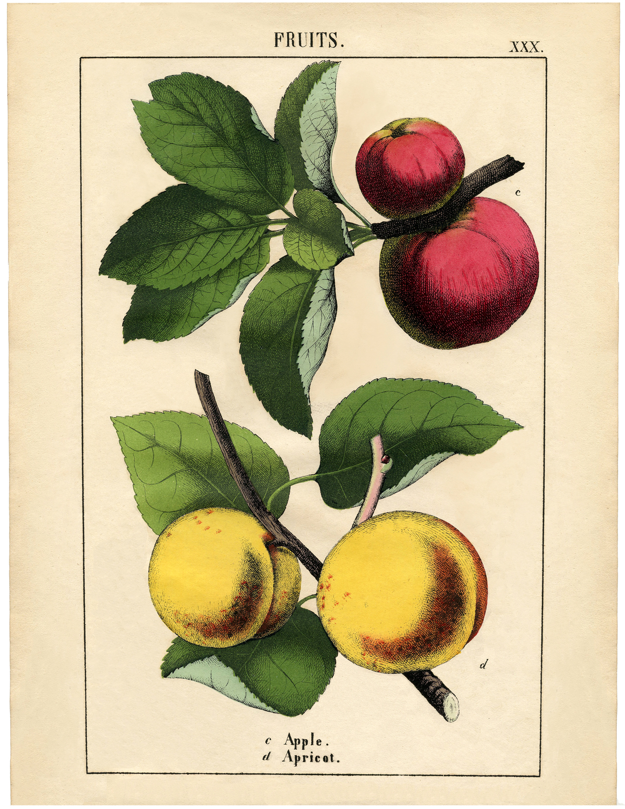 Vintage Botanical Fruit Download - Apples and Apricot - The Graphics Fairy
