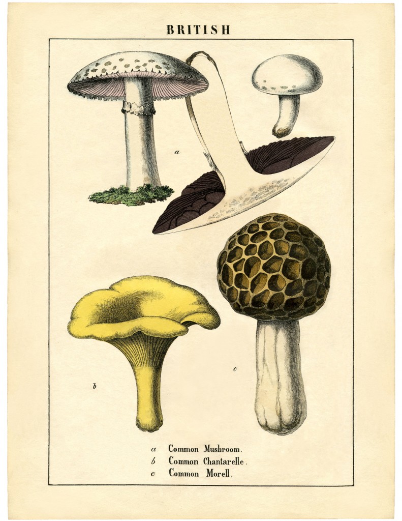 Vintage Mushrooms Printable