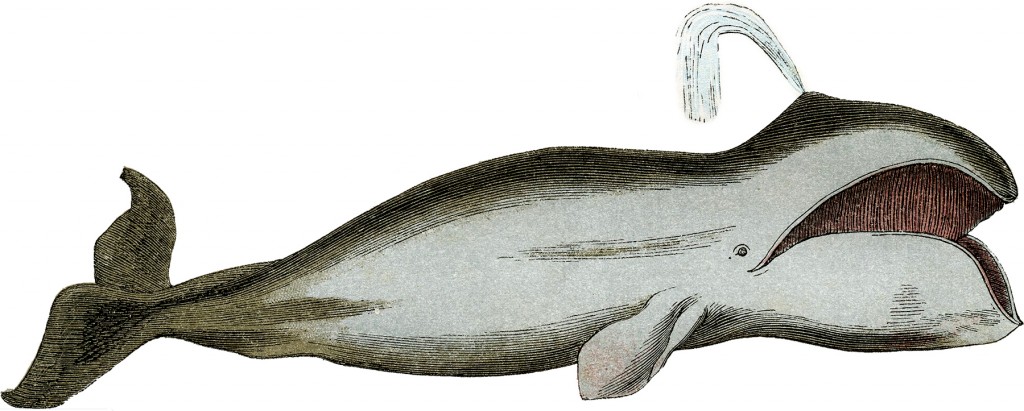 Vintage Whale Image