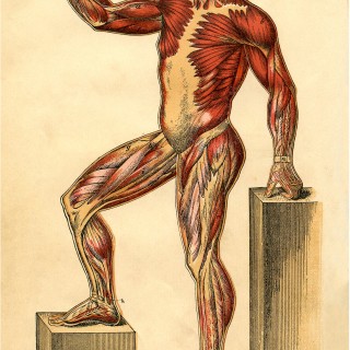 Anatomy Muscle Man Image