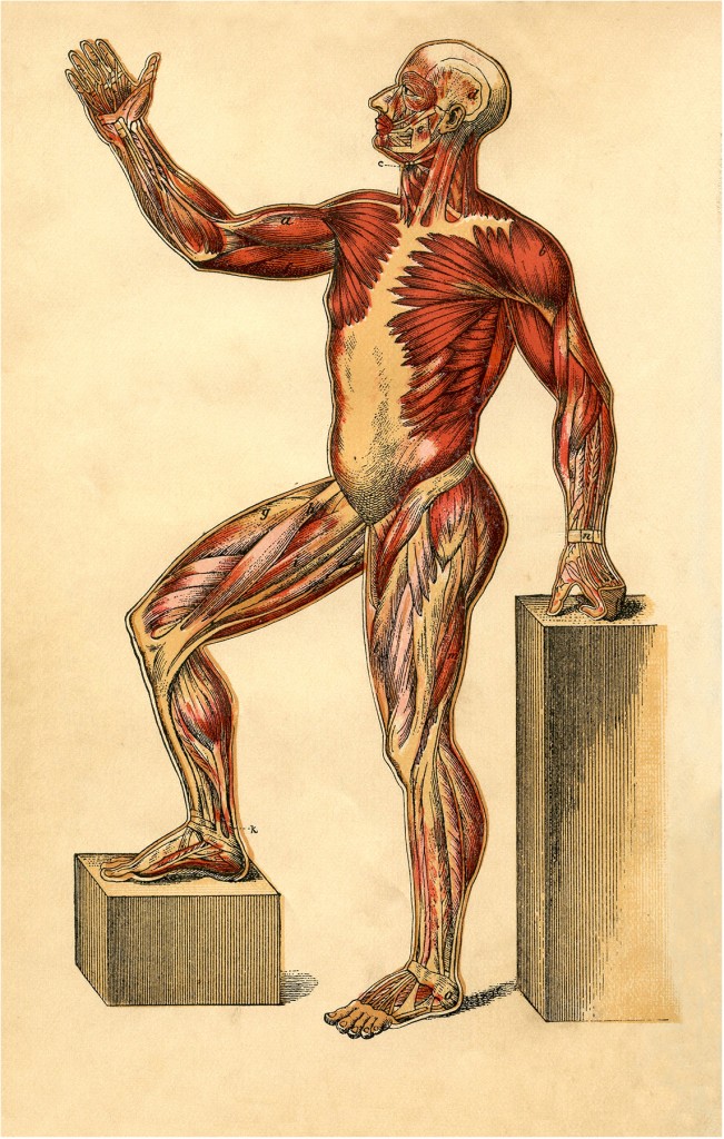 Anatomy Muscle Man Image