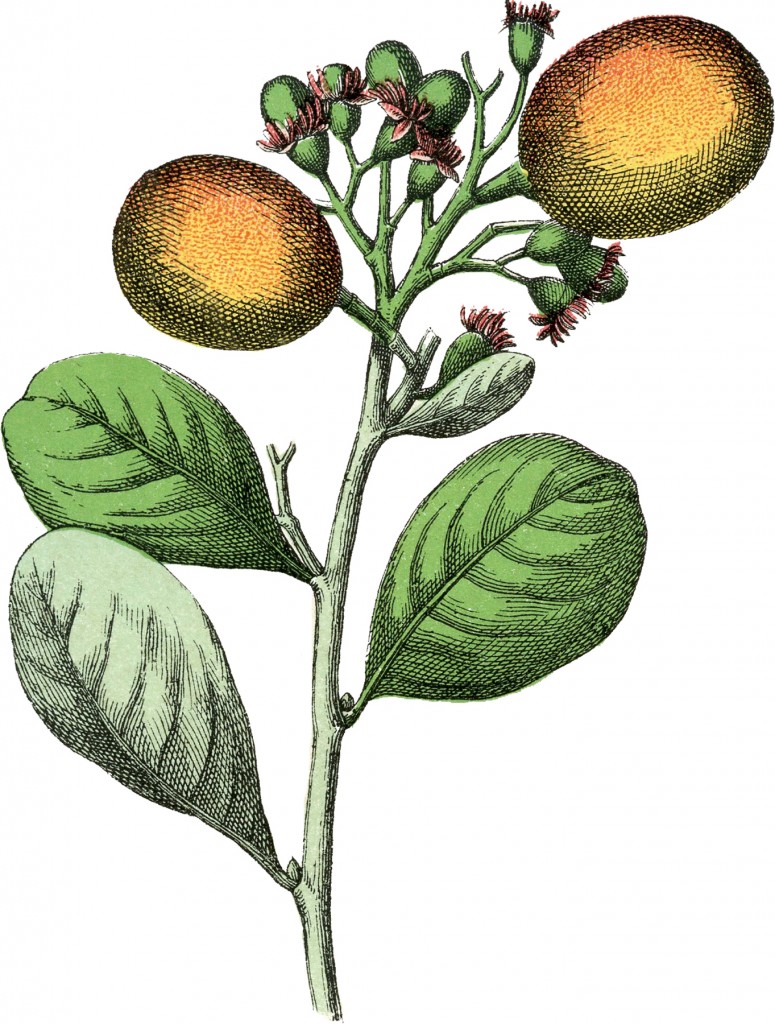 Botanical Paradise Plum Image