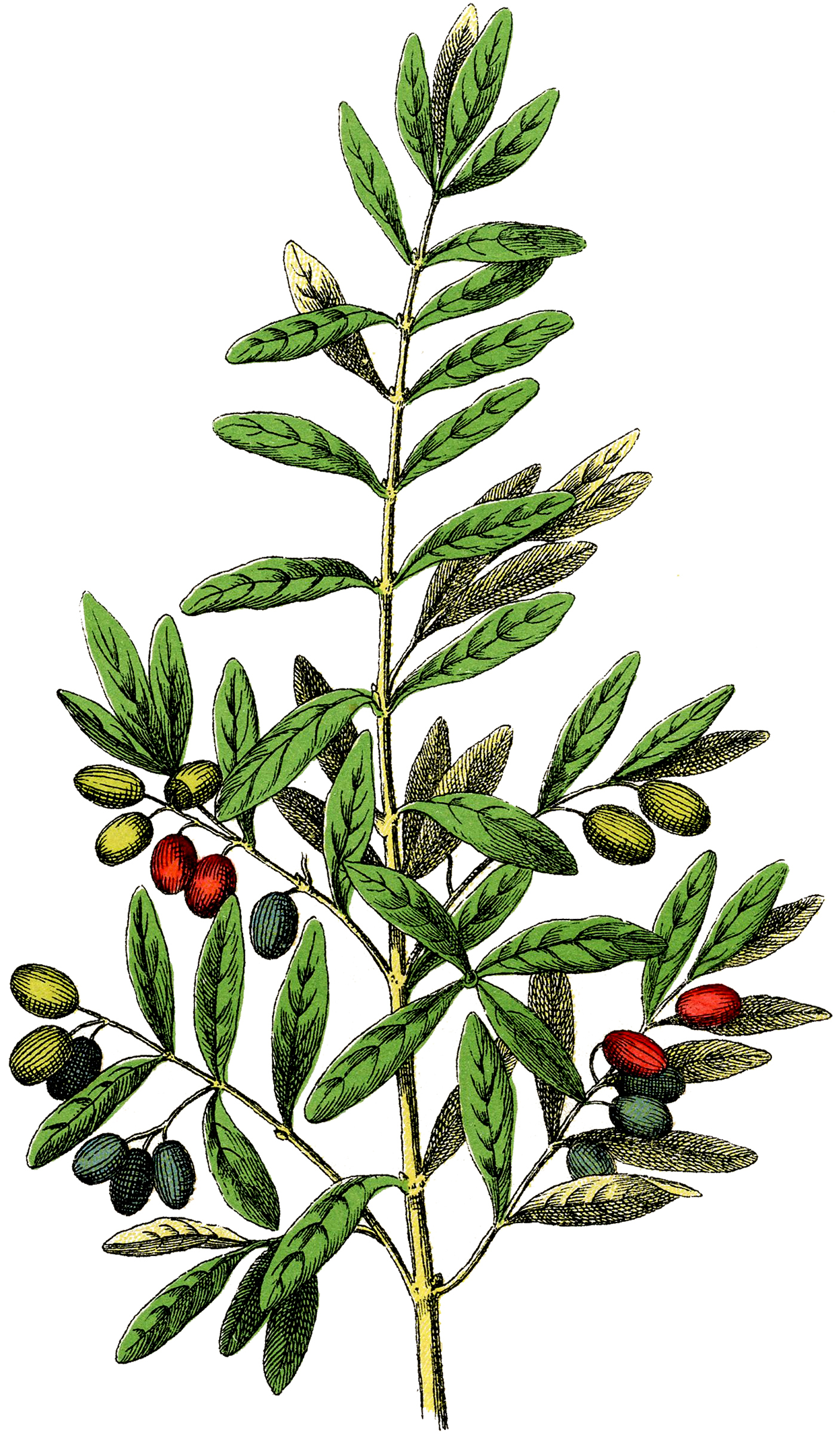 Free Botanical Olives Clip Art