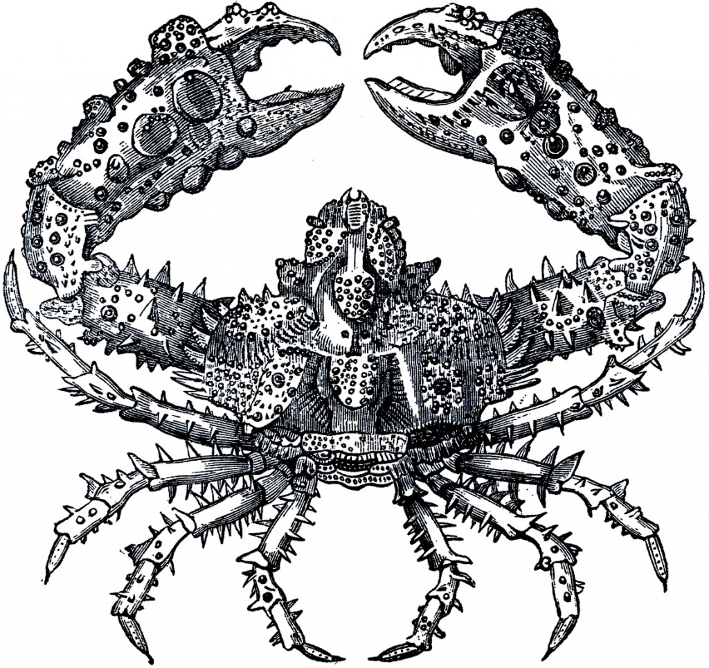 Free Crusty Crab Image