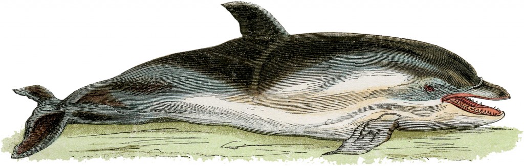 Free Vintage Dolphin Image