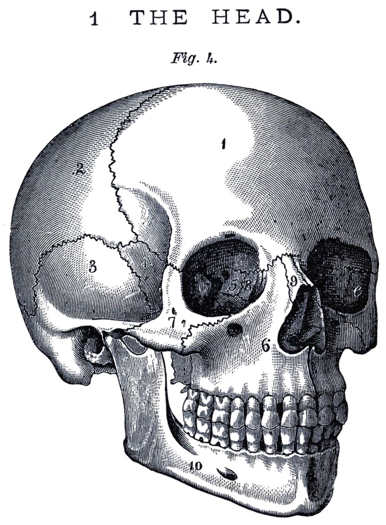 Vintage Anatomy Skull Image