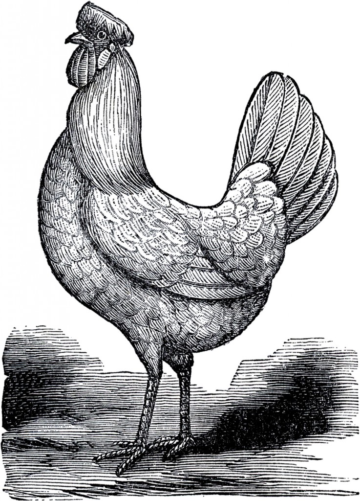 Vintage Chicken Picture