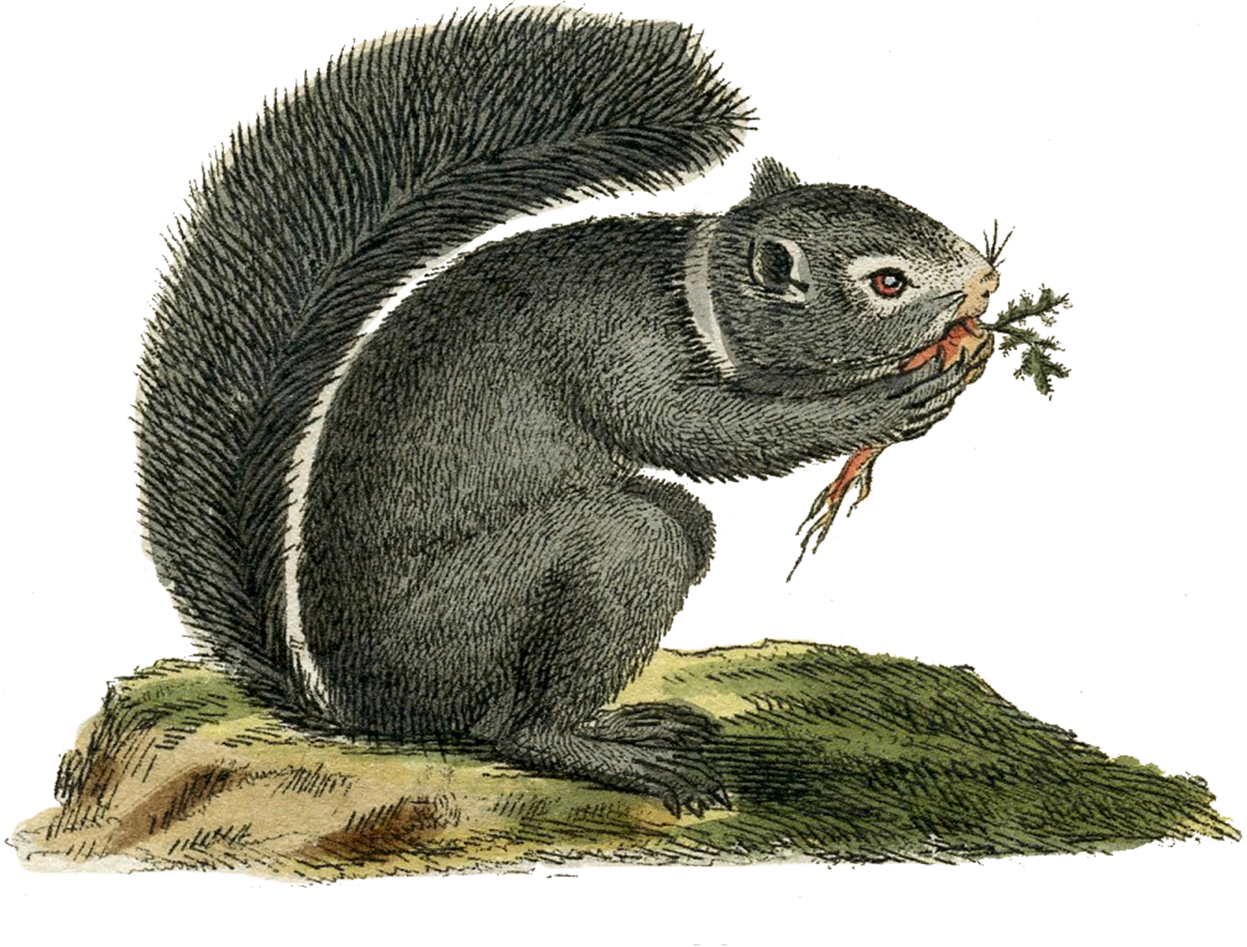 Wonderful Vintage Gray Squirrel Image! - The Graphics Fairy1800 x 1368