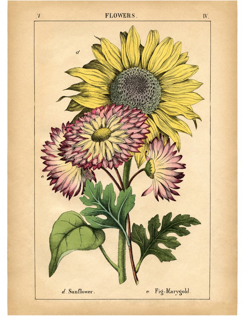 Vintage Sunflower Printable