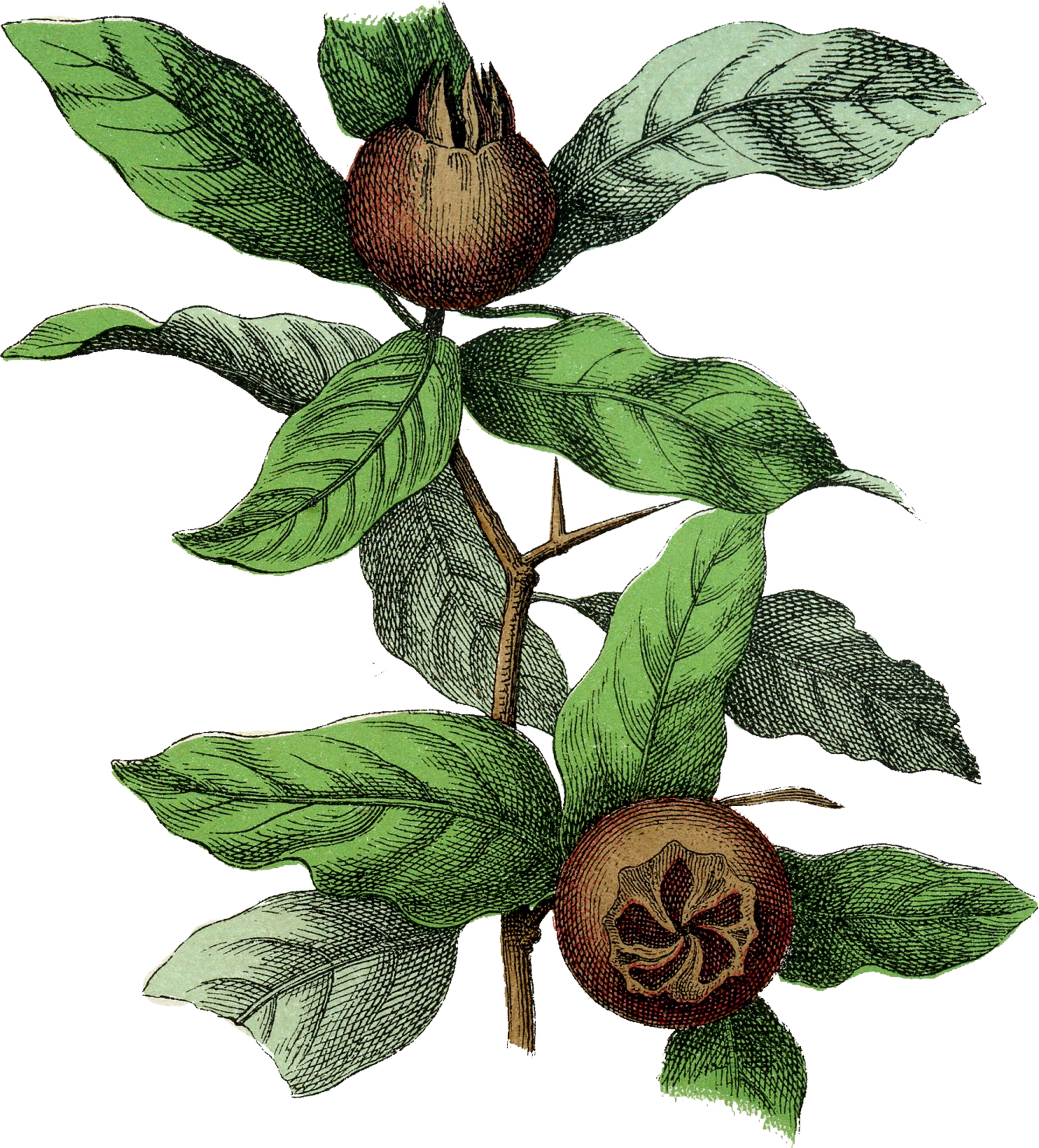 Botanical Medlar Fruit Image