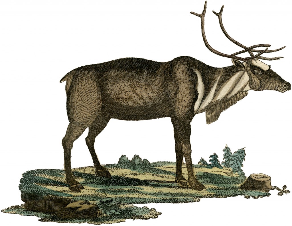 Early Reindeer Picture