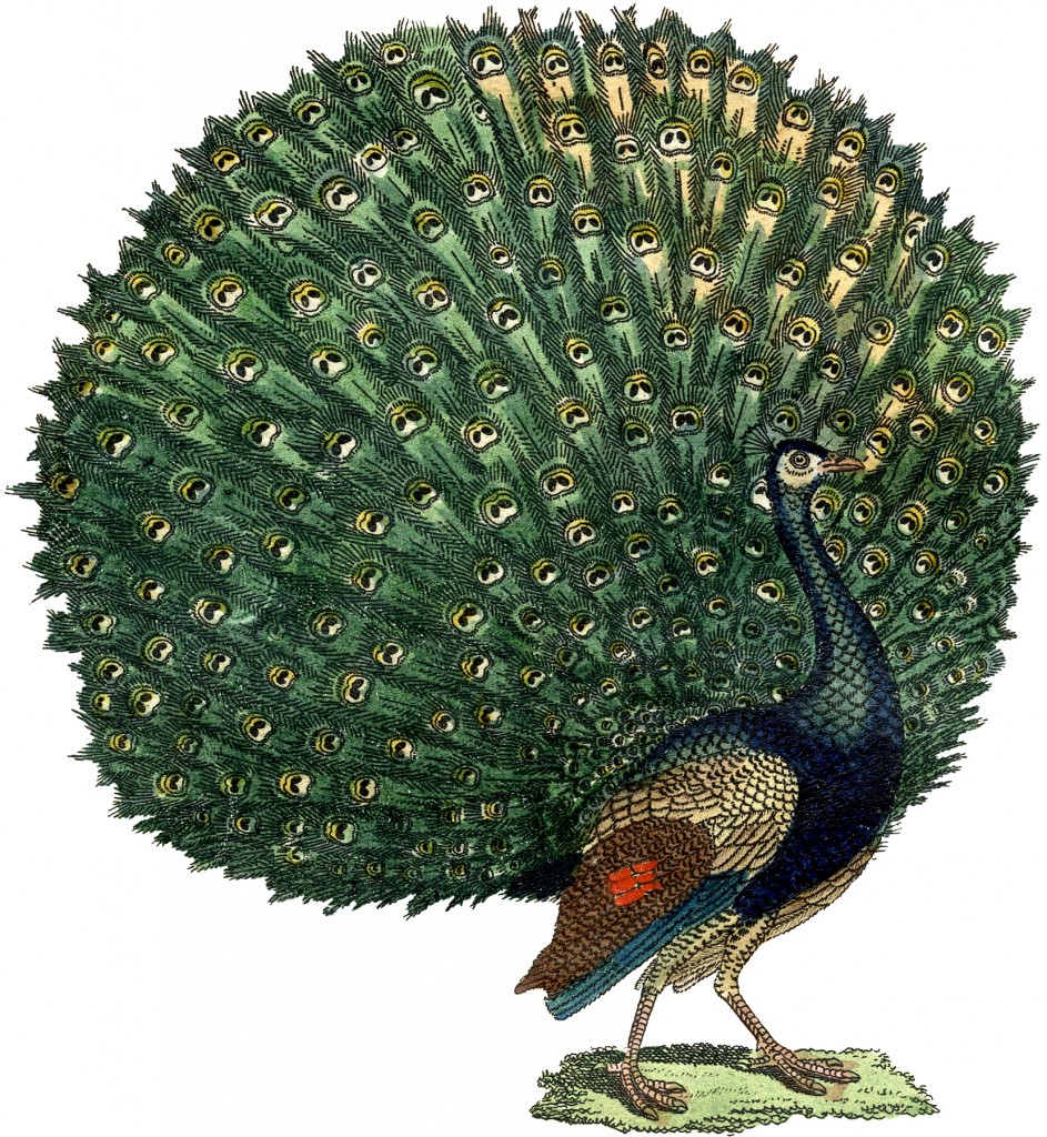 Free Public Domain Peacock Image