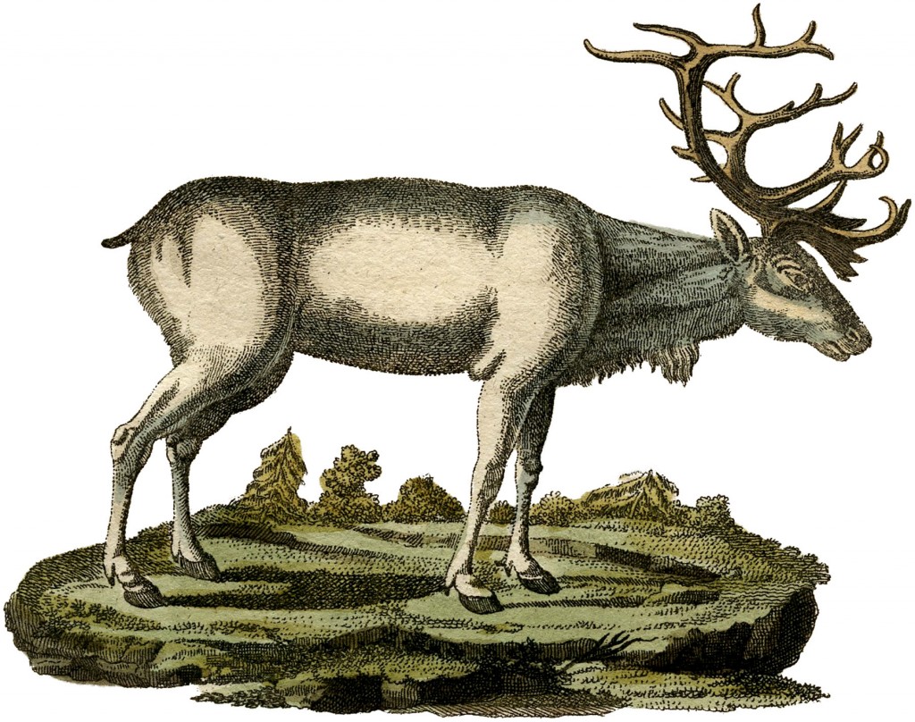 Free White Reindeer Image