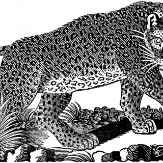 Public Domain Leopard Image