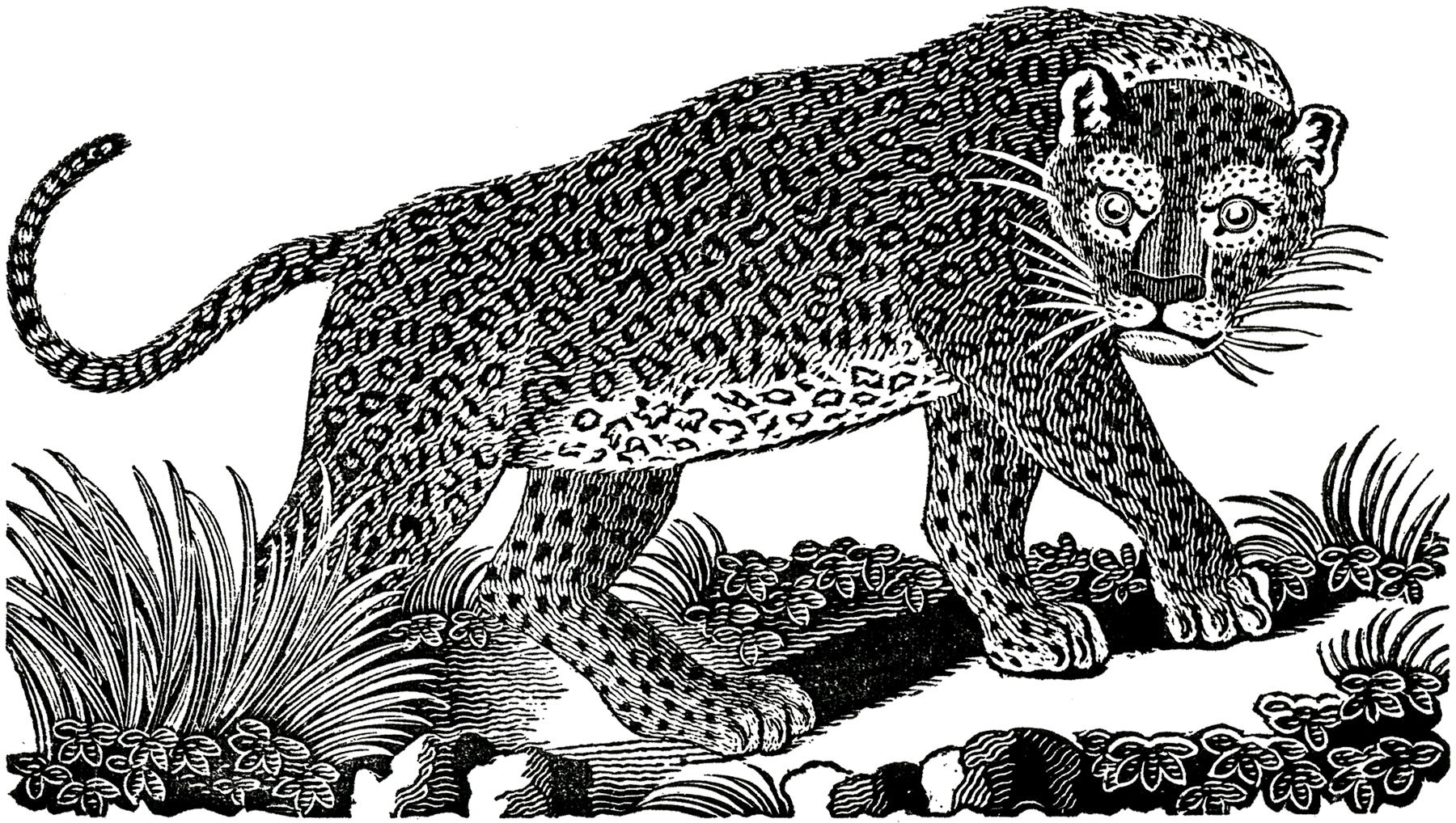 Public Domain Leopard Image