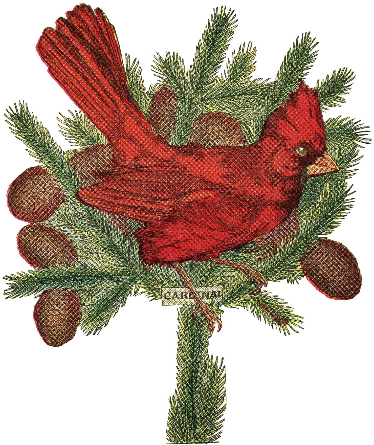 Holiday Cardinal Image! - The Graphics Fairy