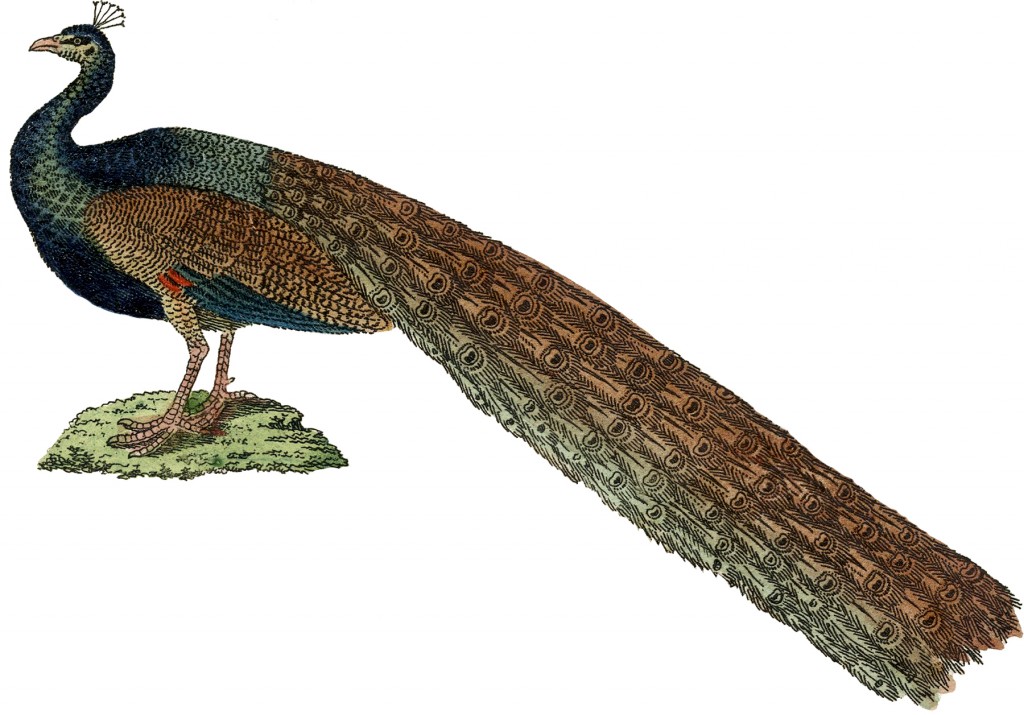 Primitive Peacock Picture