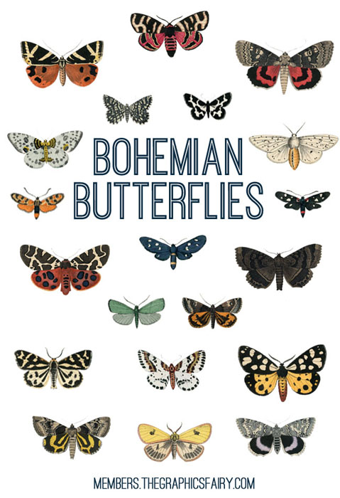 Bohemian Butterflies Collection