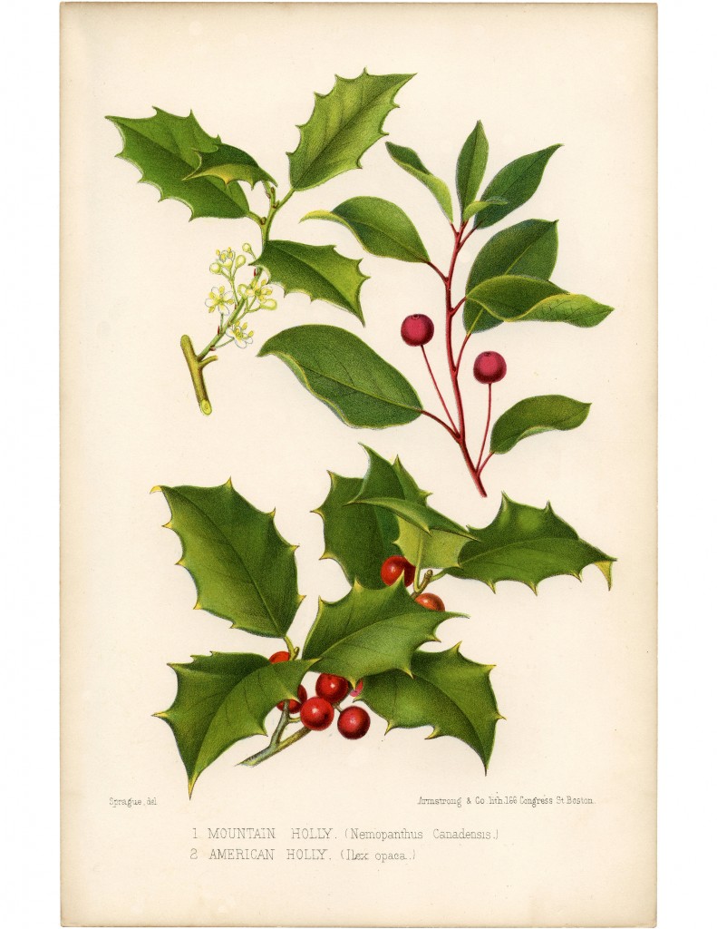 Vintage Holly Printable - Beautiful Botanical! - The 