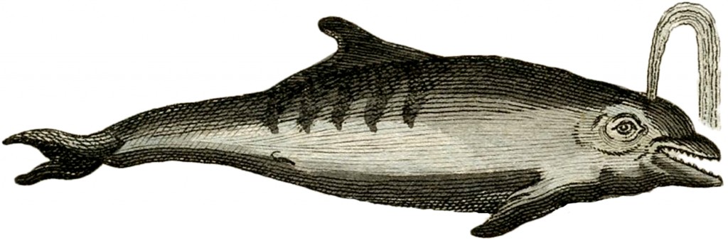 Antique Dolphin Image