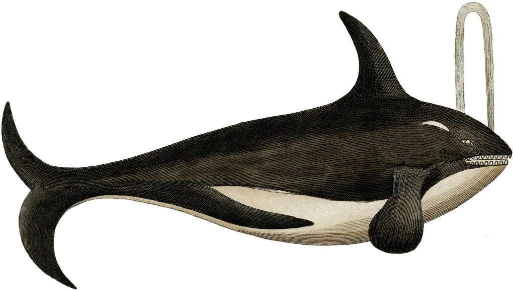 Antique Killer Whale Image