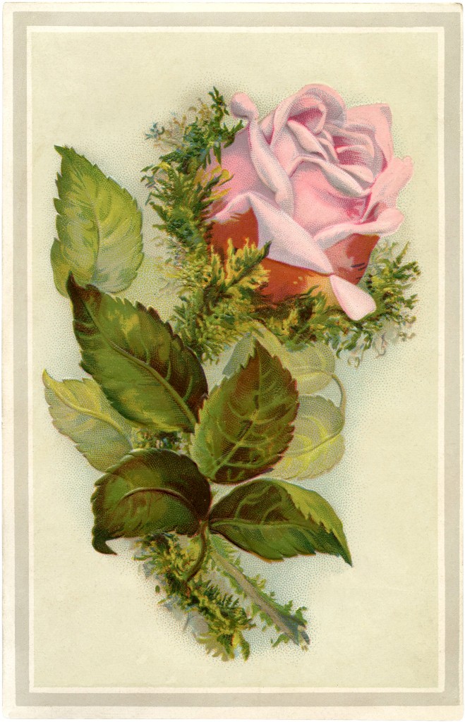 Vintage Pink Moss Rose Image! The Graphics Fairy