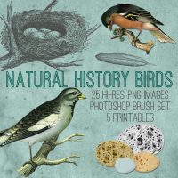Natural History Birds Kit