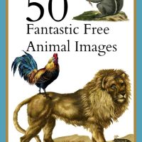 50 fantastic animal images graphic with animals