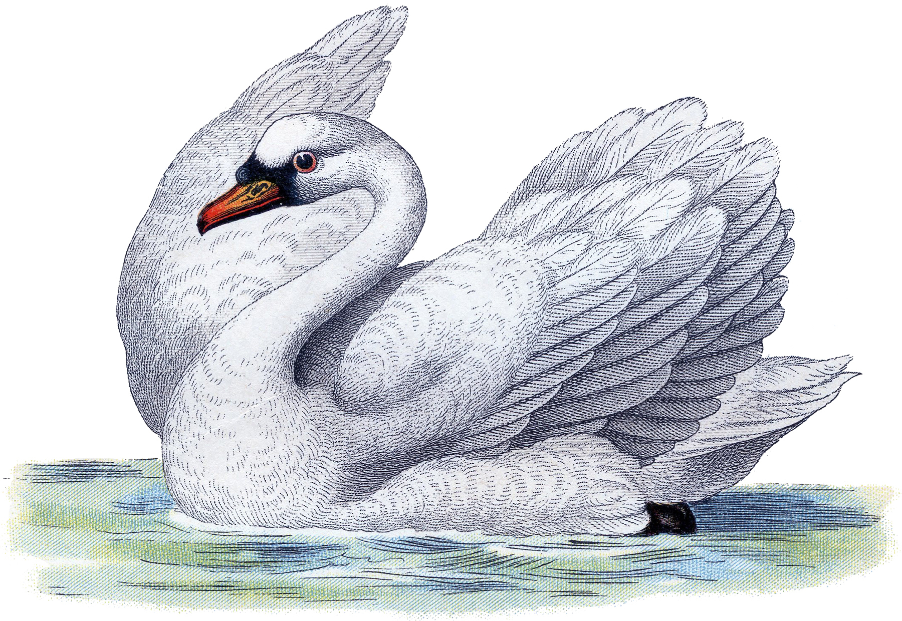 Free Swan Image