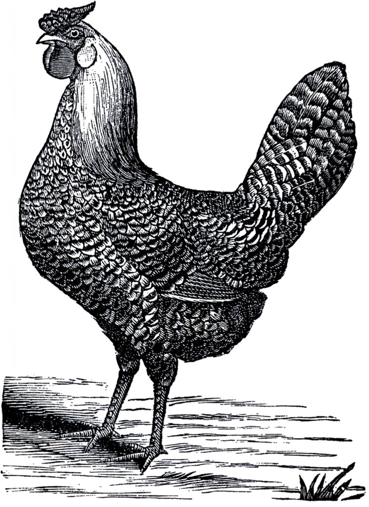Public Domain Chicken Drawing