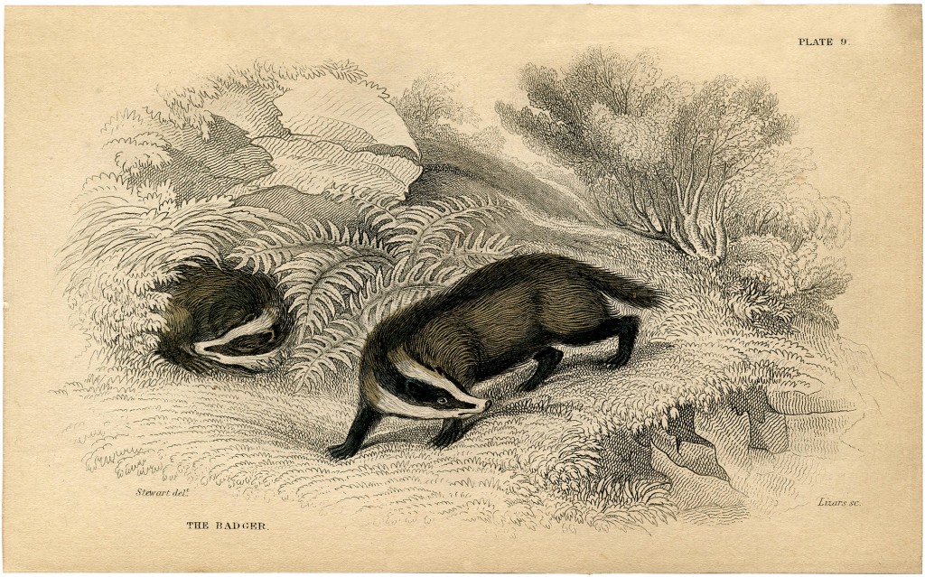 Vintage Badger Image