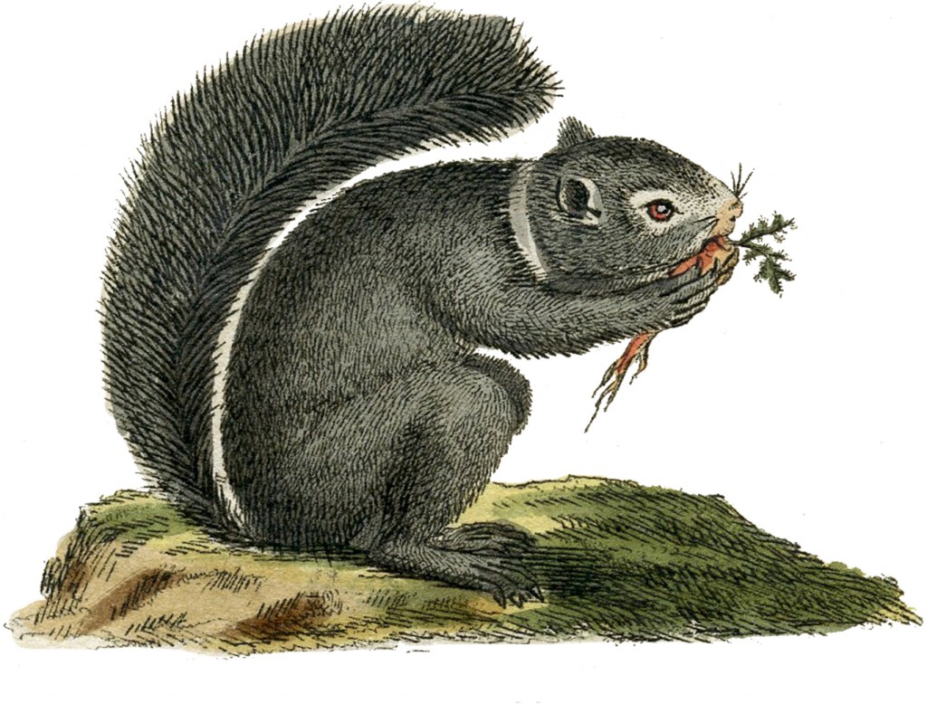 Gray Squirrel Image