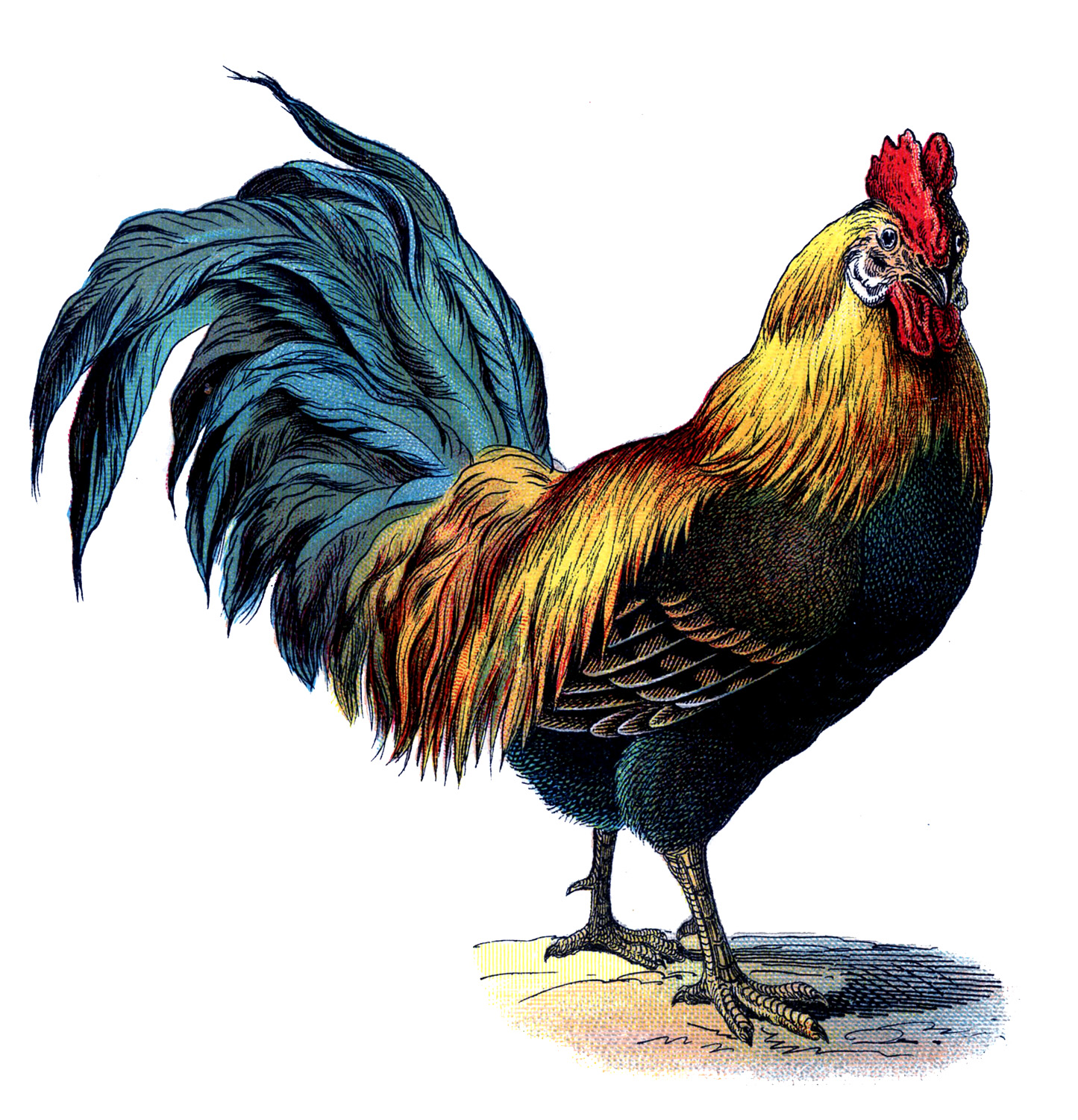 Vintage rooster picture