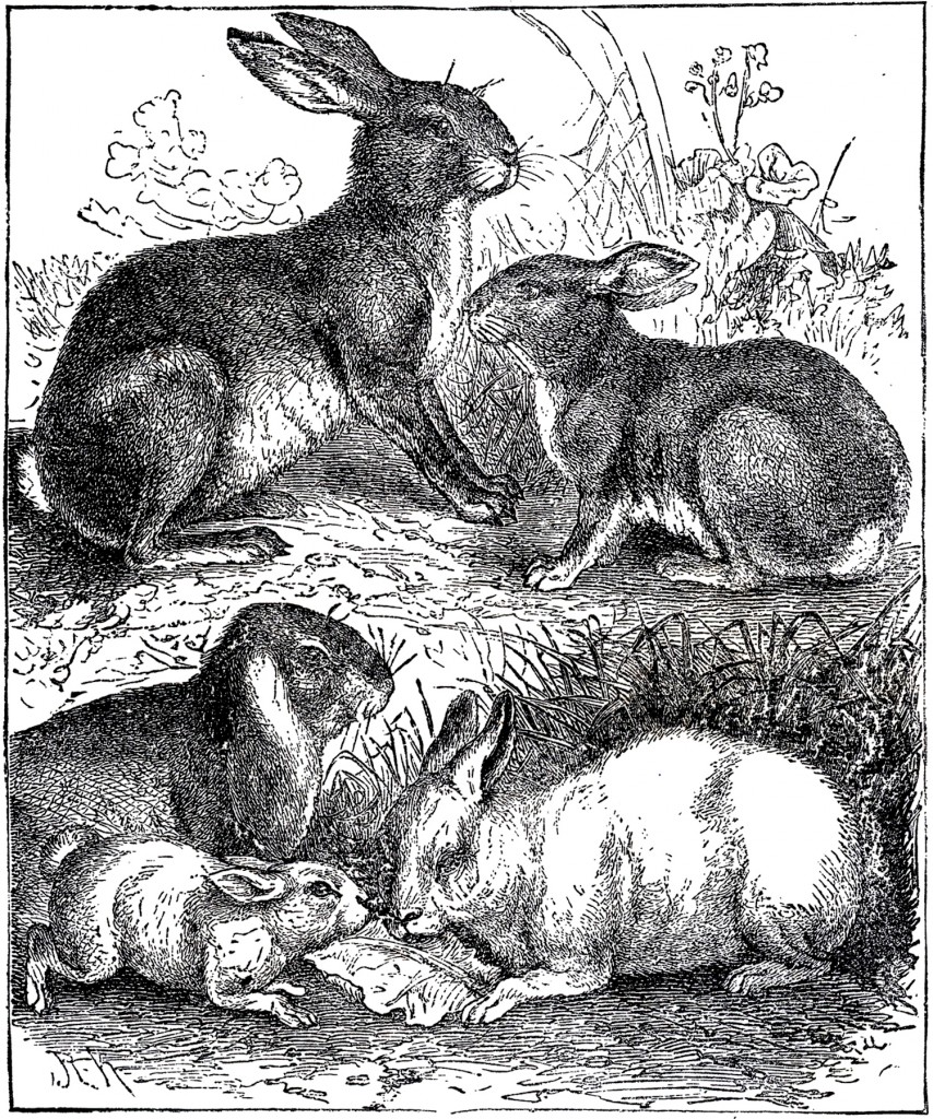 Vintage Rabbits Ilustration