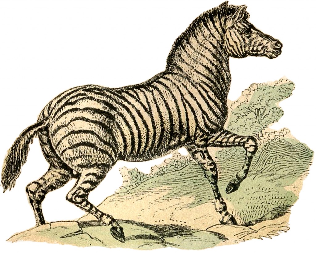 Free Public Domain Zebra Image