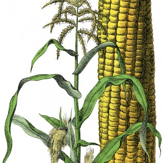 Vintage Corn Image